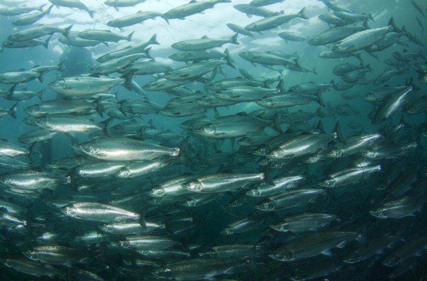  US reservoirs hold 7.7 billion pounds of fish, study finds