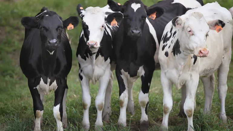  ‘We’re basically flying blind’: An epidemiologist’s take on the US response to bird flu
