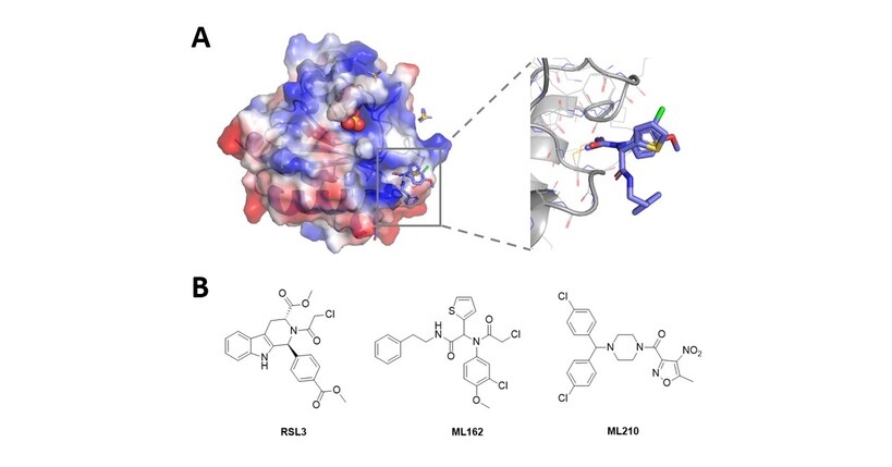  Novel Non-Covalent Hits Against GPX4 Identified Using the RiDYMO® Reinforced Dynamics Platform of DP Technology